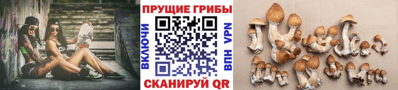 как найти закладки  Нижняя Салда  Псилоцибиновые грибы Cubensis 